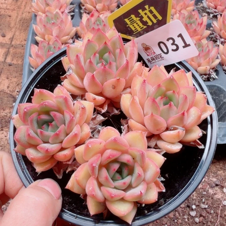 多肉植物多肉植物