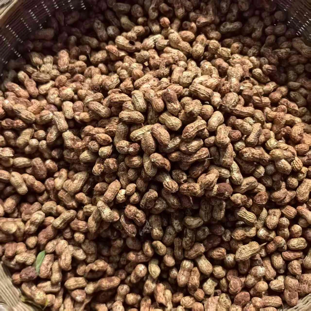 【虎爸推荐】乐山犍为龙孔花生带泥生花生可水煮