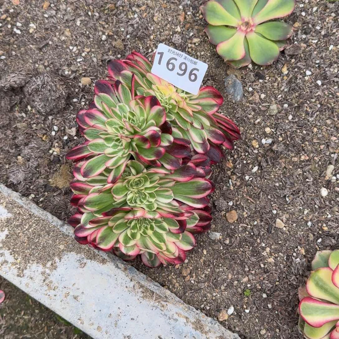 ?**?1696荔枝缀化多肉植物