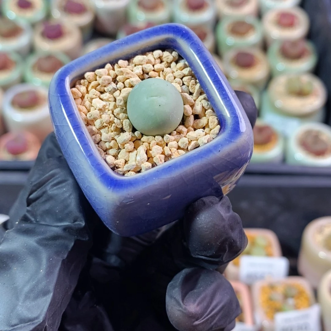 4078--一物一拍 带盆