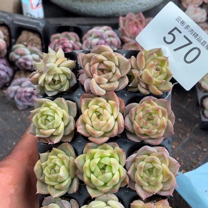 蒋***华570。