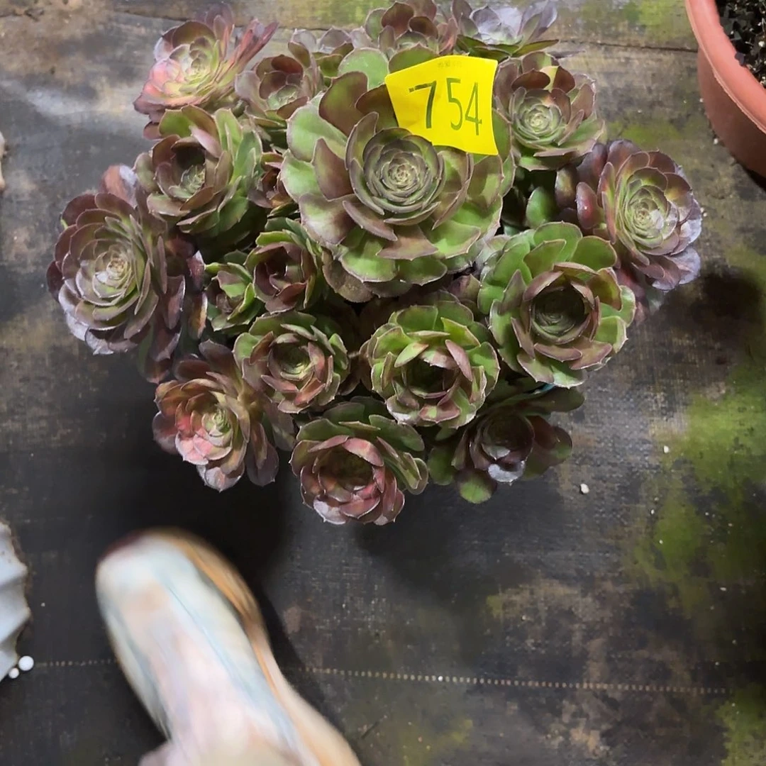 哈哈多肉葡萄福利754