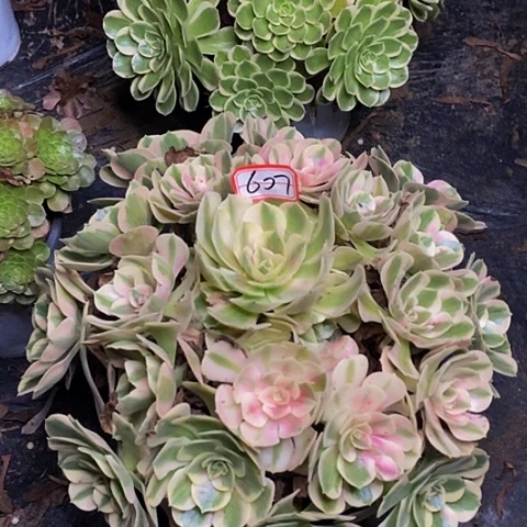 七彩石老桩捧花607号