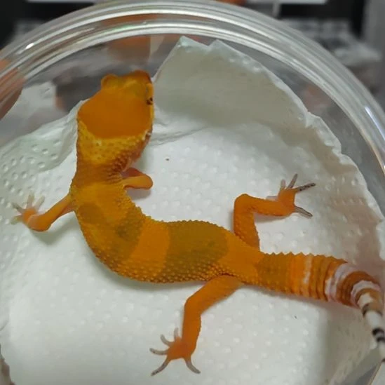 豹纹守宫豹纹守宫蜜橘公