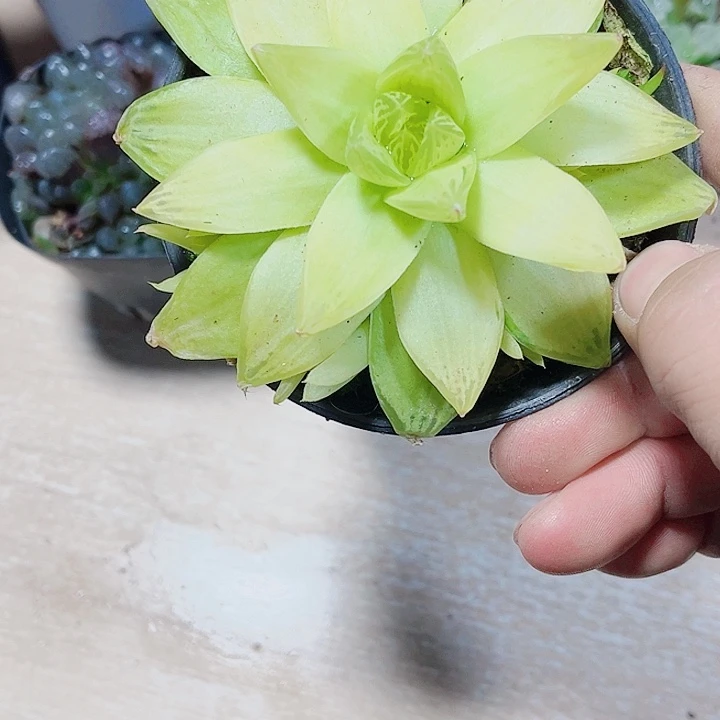 黄金菊补差价得得