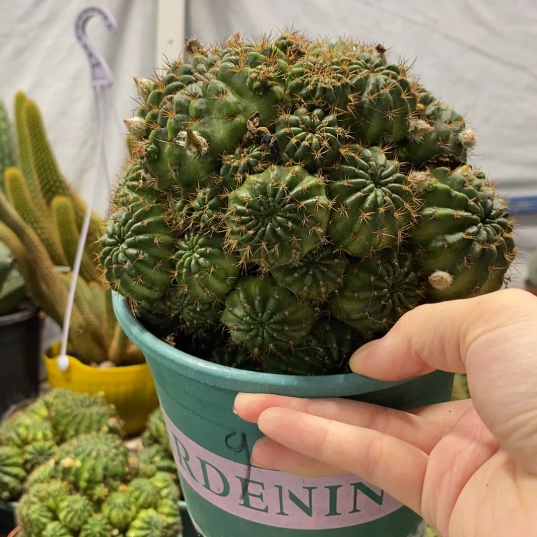 群生新品丽花奥德莱蒂一物一拍122