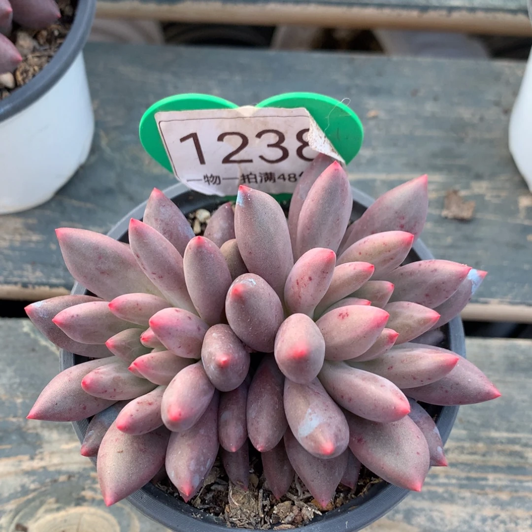粉体水晶球双头1238