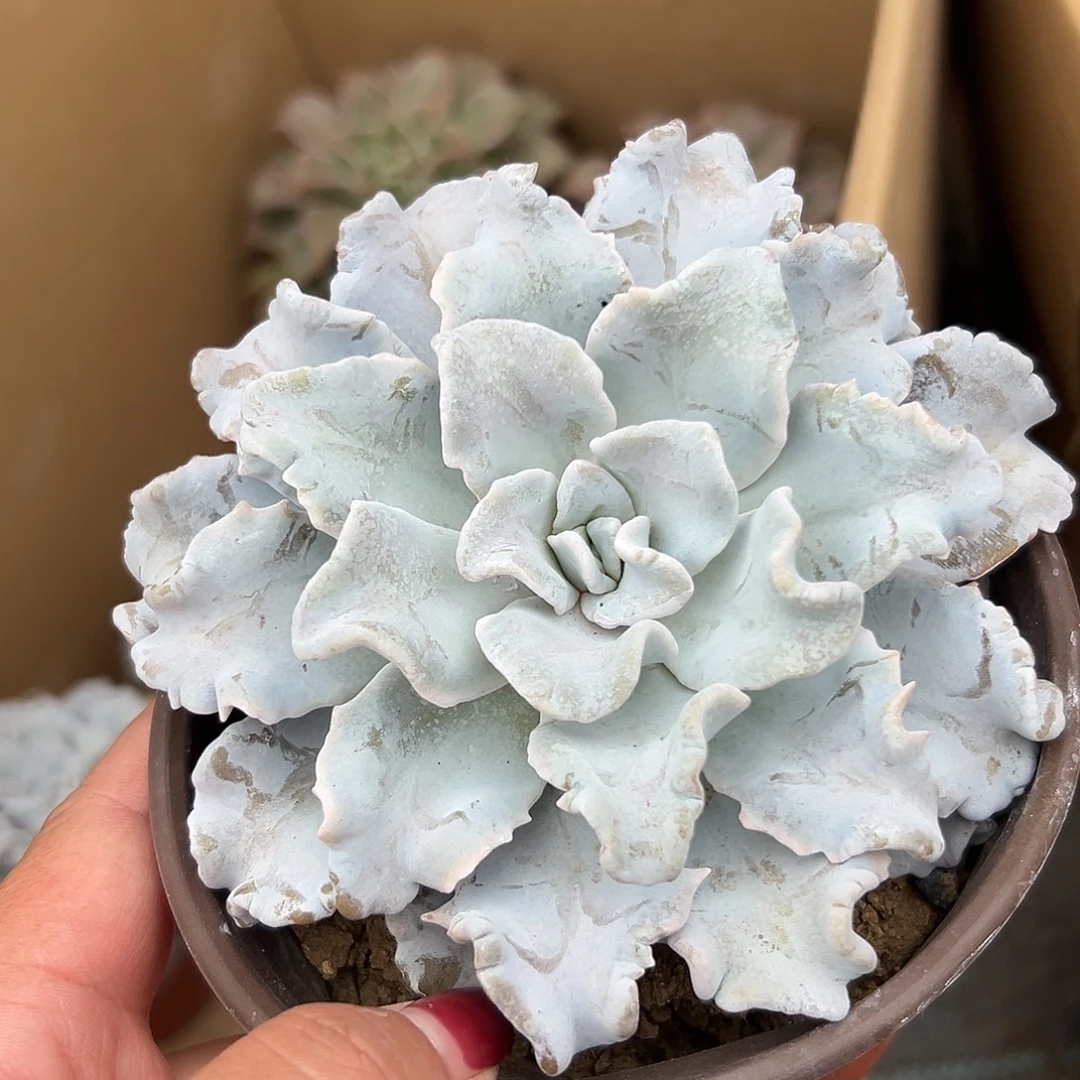 多肉植物白饺子皮