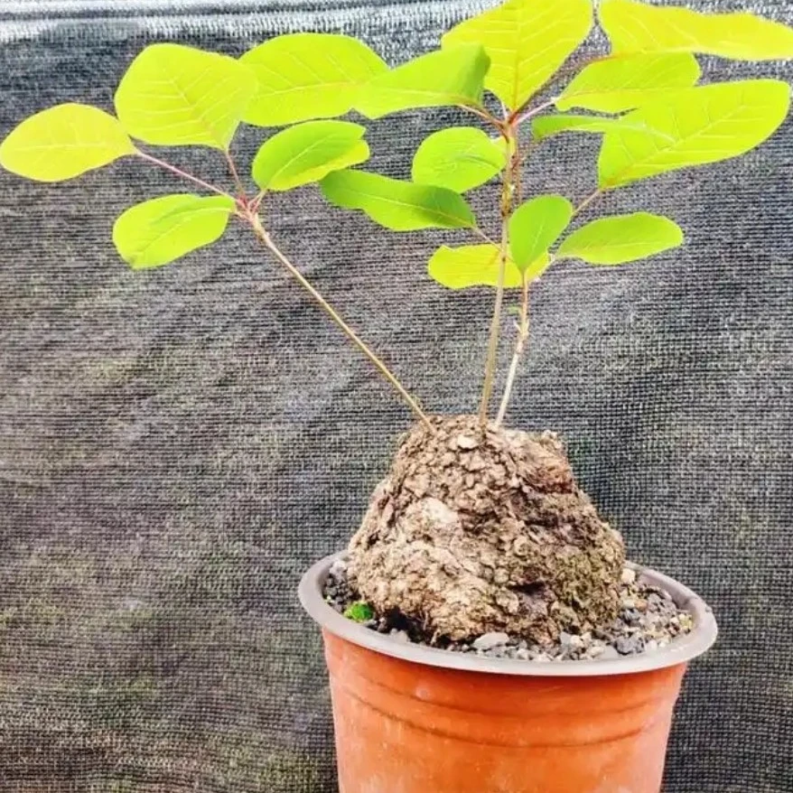 山乌龟植物盆栽红藤圆叶水培爬藤室内桌面盆景绿植花卉