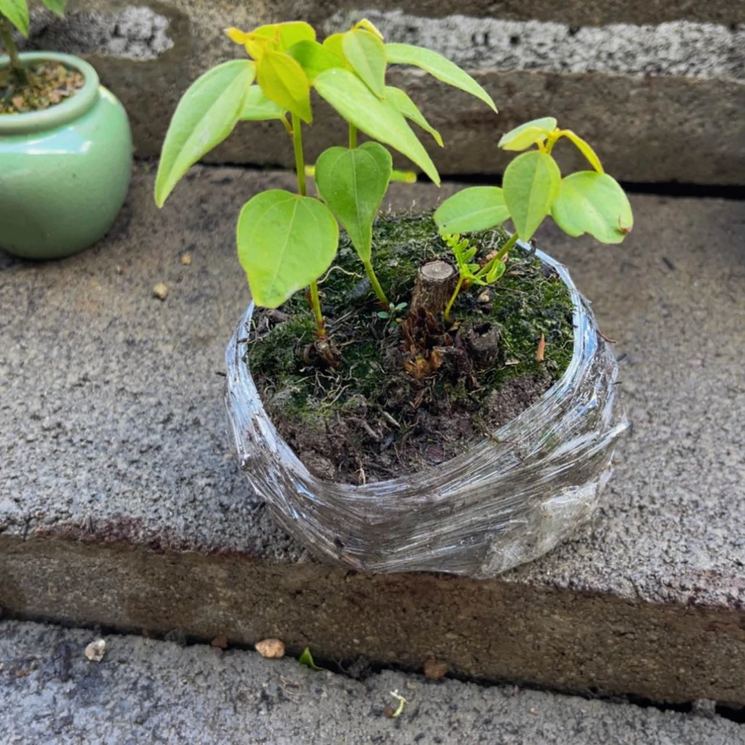 【闪购商品】无花朵金*菊