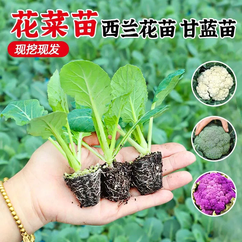 【寿光基地】有机花菜苗秧苗青梗松花菜种苗四季阳台庭院种植花