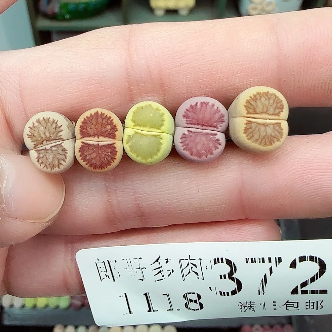 英***子满满18包邮1118-372