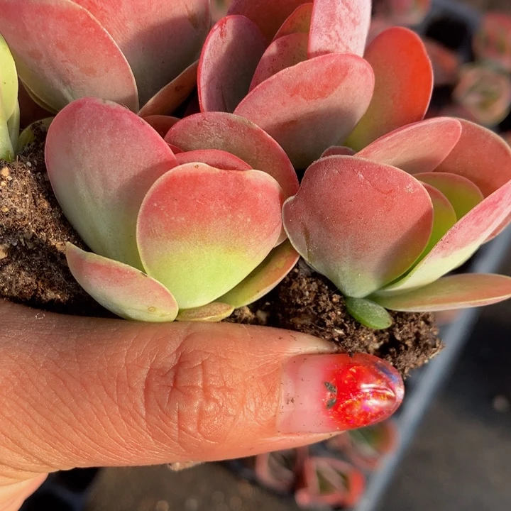 唐印3颗 小 （满9.99包邮不满9.99发叶子）