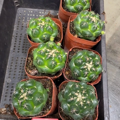 雪顶巨像开花漂亮