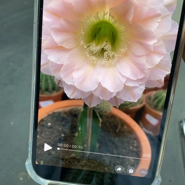 香香527号侧芽3公分左右