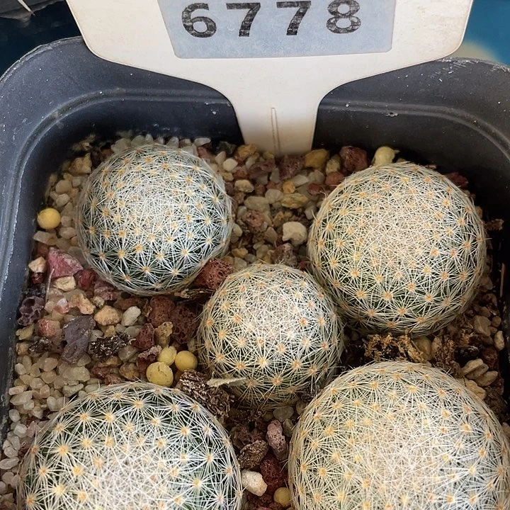 6778 白娟 5 棵实生裸根发货