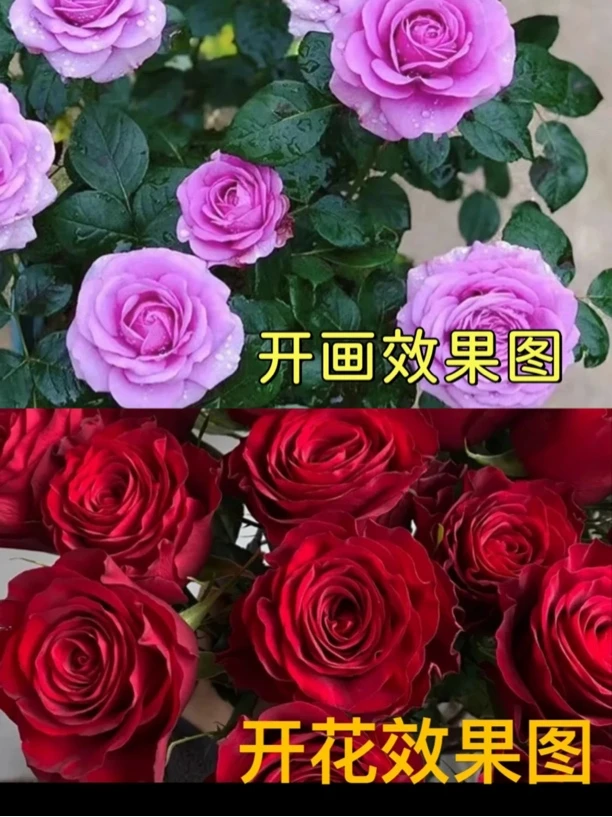 【红丝绒+水王星】阳台庭院好养护四季开花花卉绿植盆栽
