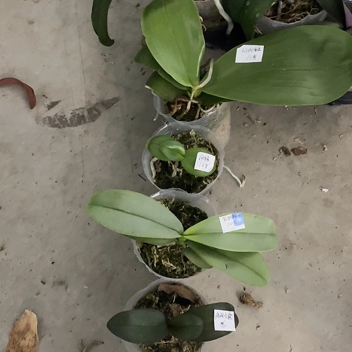 鱼***飘完全开放拯救闪烁➕弥陀盲盒➕苏氏快乐兰送佛陀宝藏4不售后