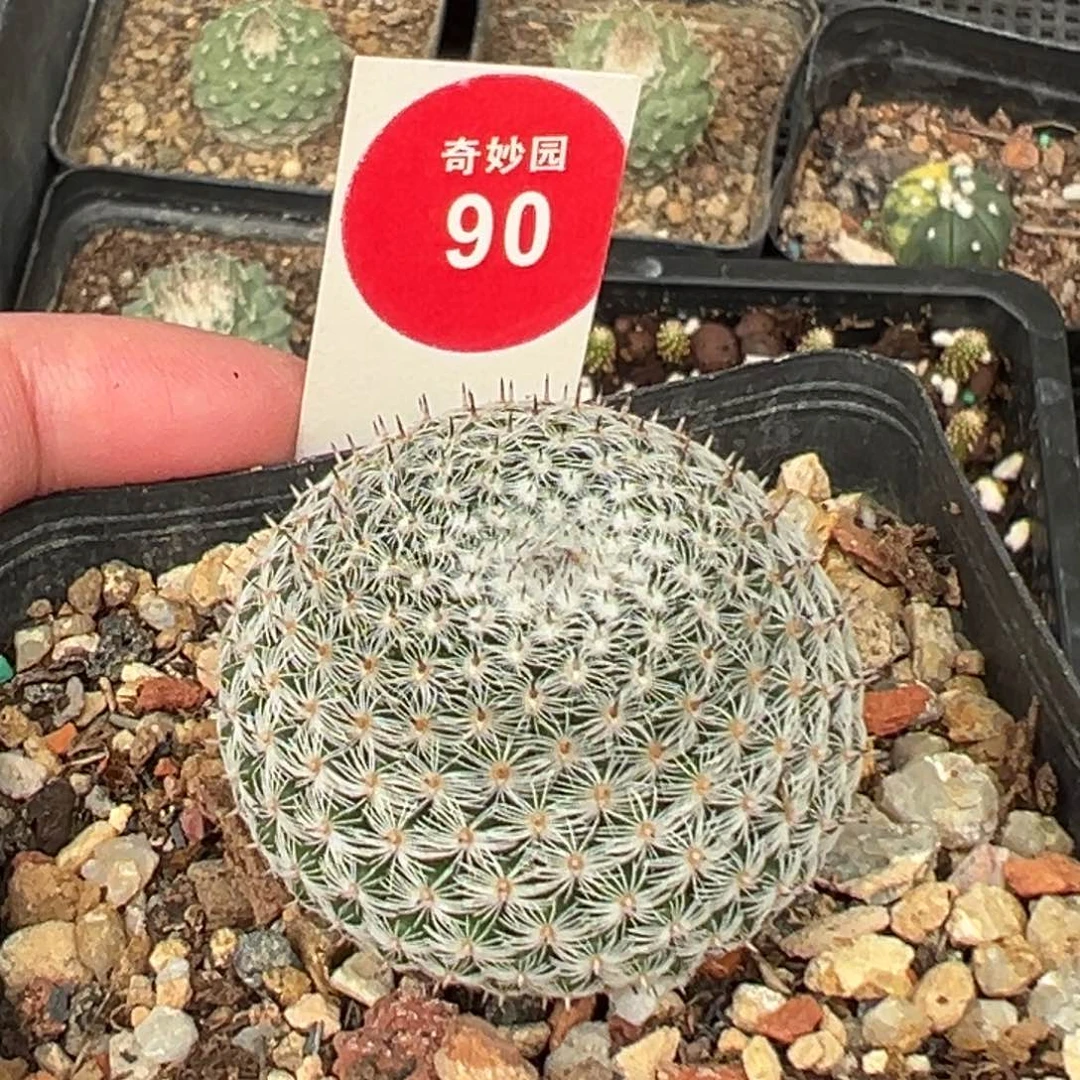 实生恋山彦3.7cm一棵仙人球