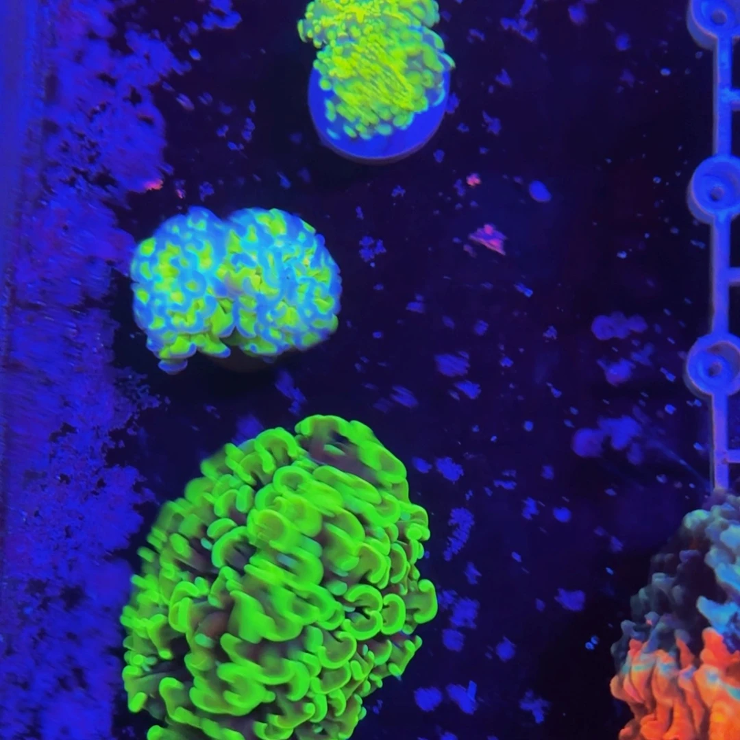 万鱼来朝海水观赏