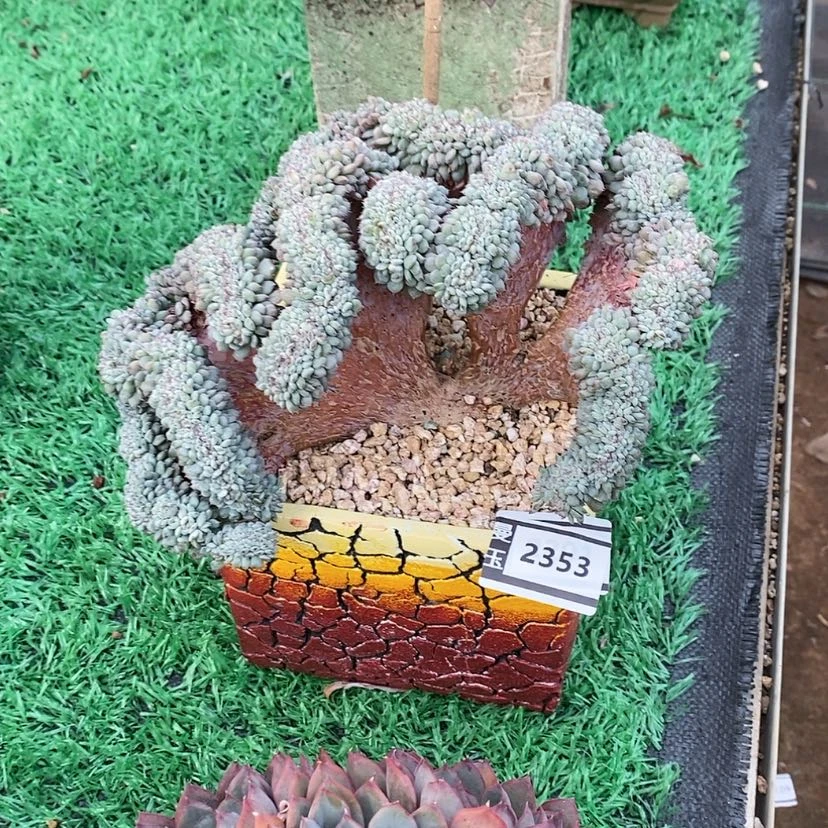 【闪购商品】白胖子缀2353