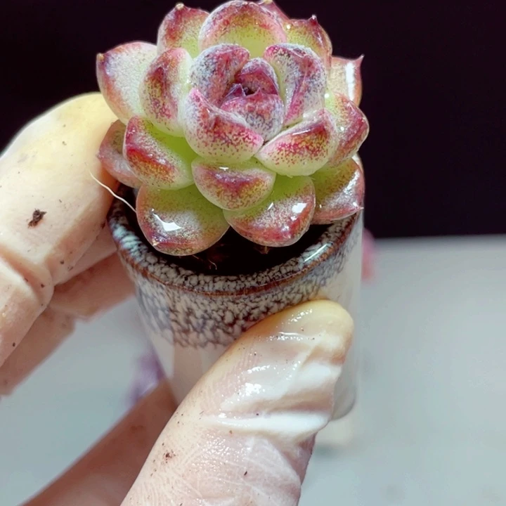 紫薇样品1盆带盆发货