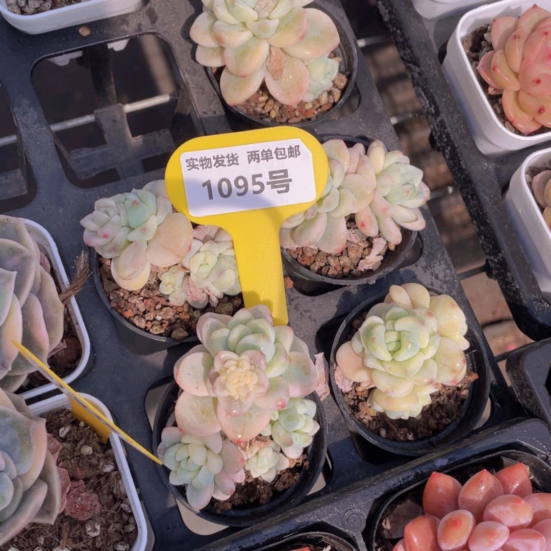 1095号 劳尔锦一个