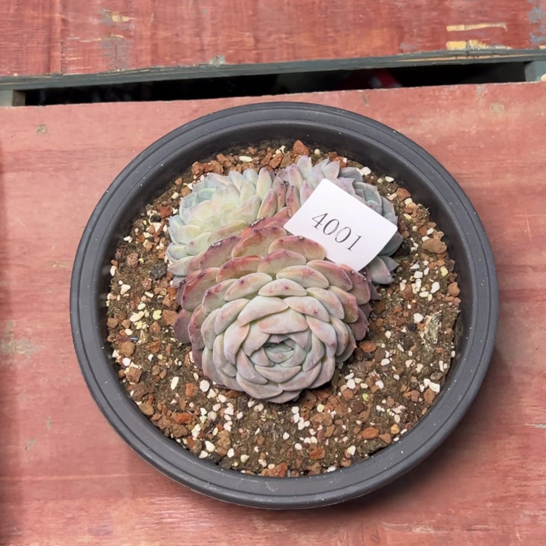 卖****?4001多肉多多多多多多多