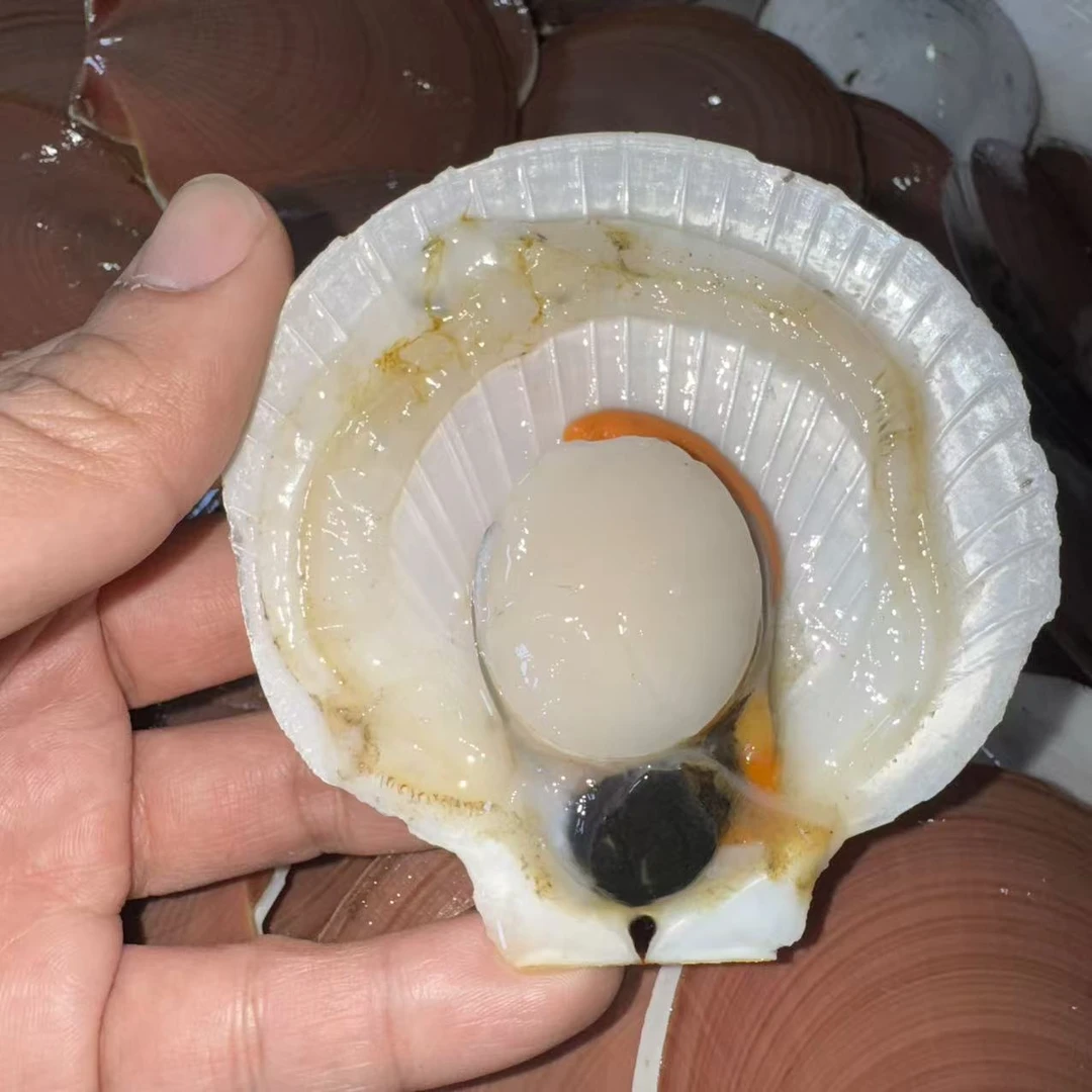 野生日月贝有泥沙（介意慎拍） 汕尾本港野生日月贝