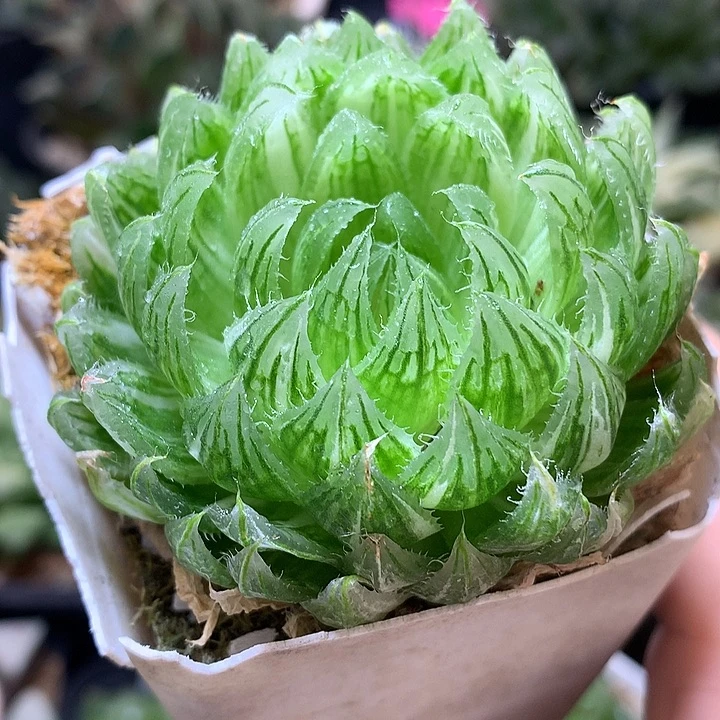 樱水晶玉露锦带盆土发货ton