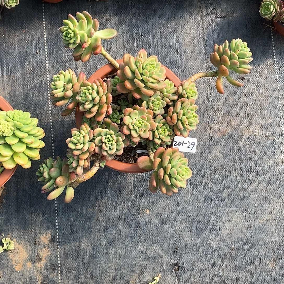 ?****？多肉植物香格里拉201-29