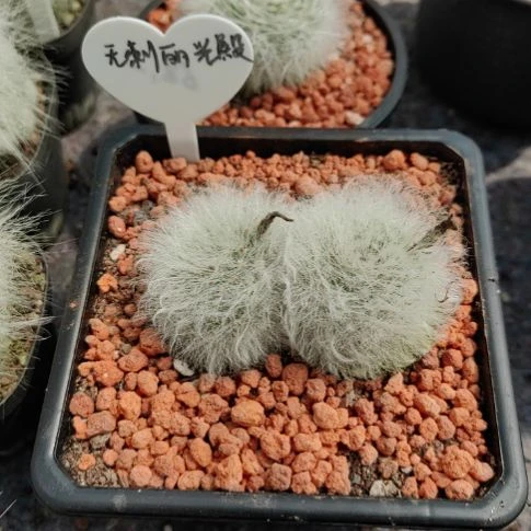 栖***坊双头无刺丽光殿！！！！