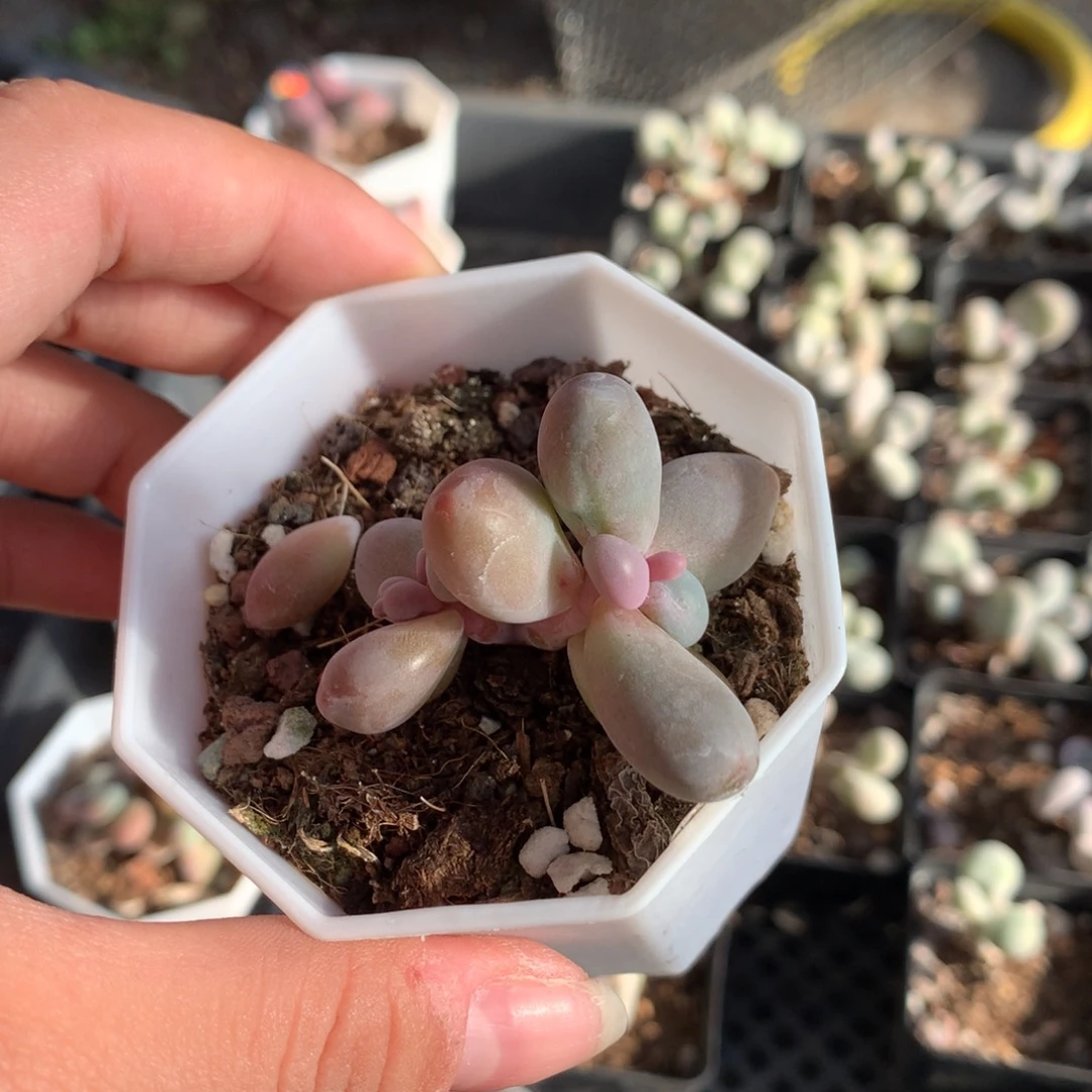 糖果拉丝锦多肉植物