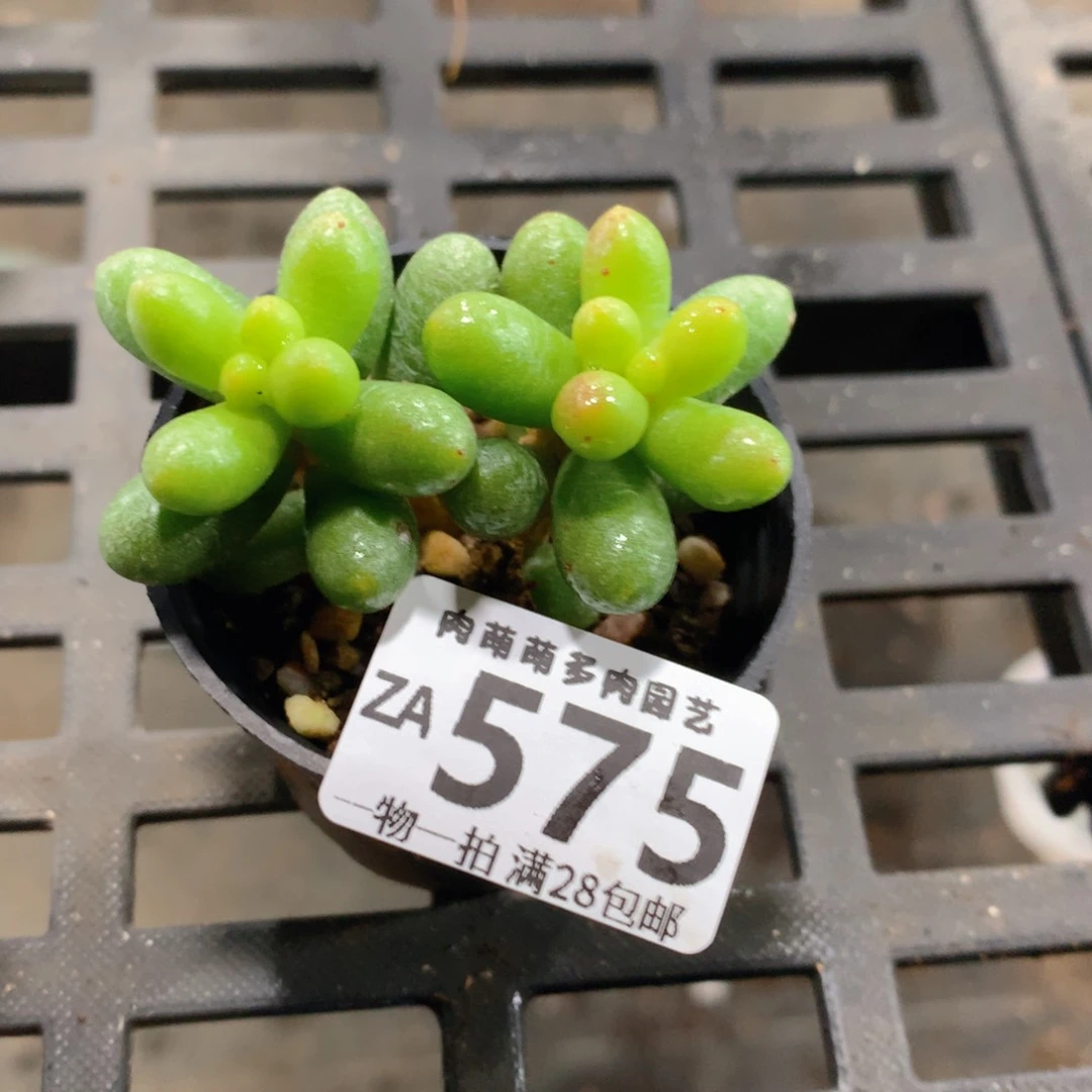 肉萌萌拇指盆精控多肉ZA575