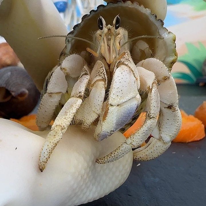 A40紫钳灰白2.0cm口径