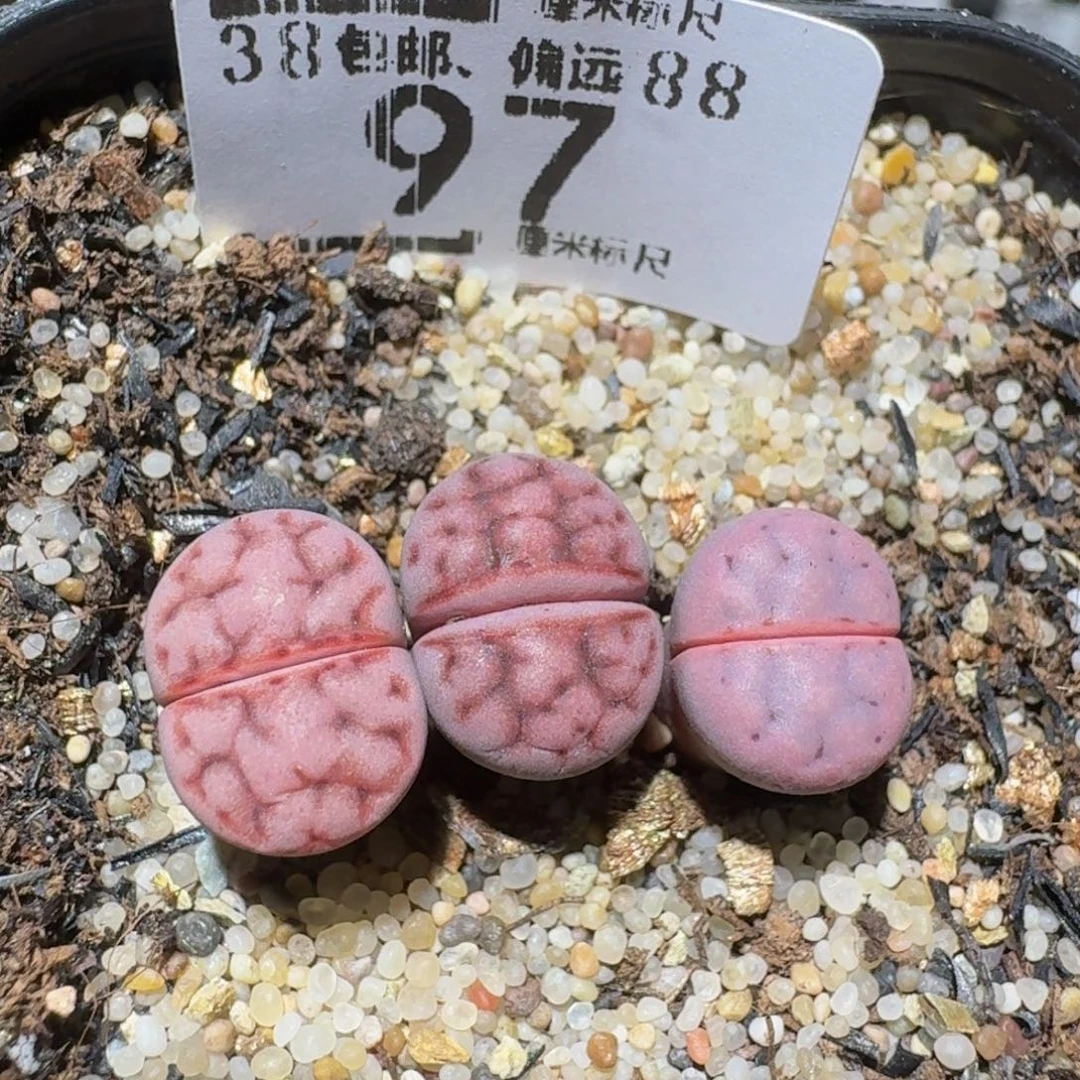 zzzz精品生石花97高特