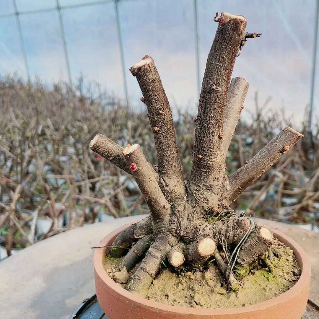 海棠海棠170170170170彩云飞