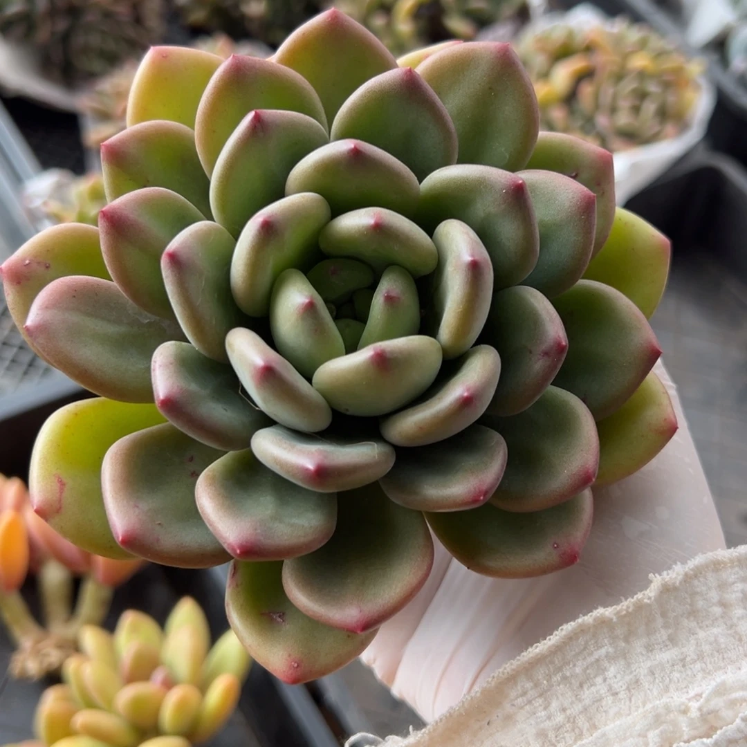 *****121411111111111111111