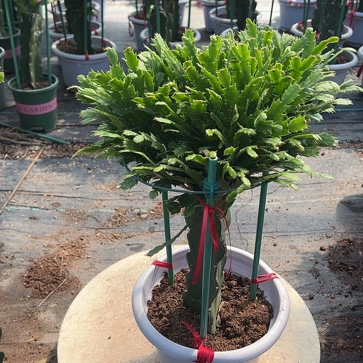 加勒比蟹爪兰原土带花架