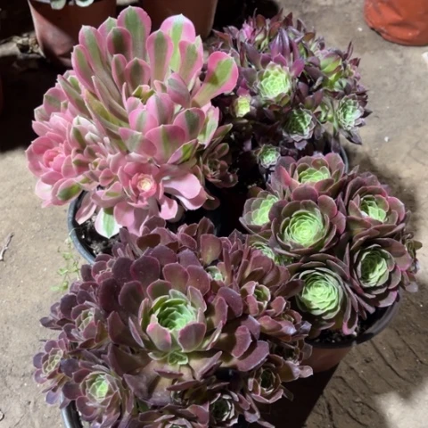 441多肉植物组合