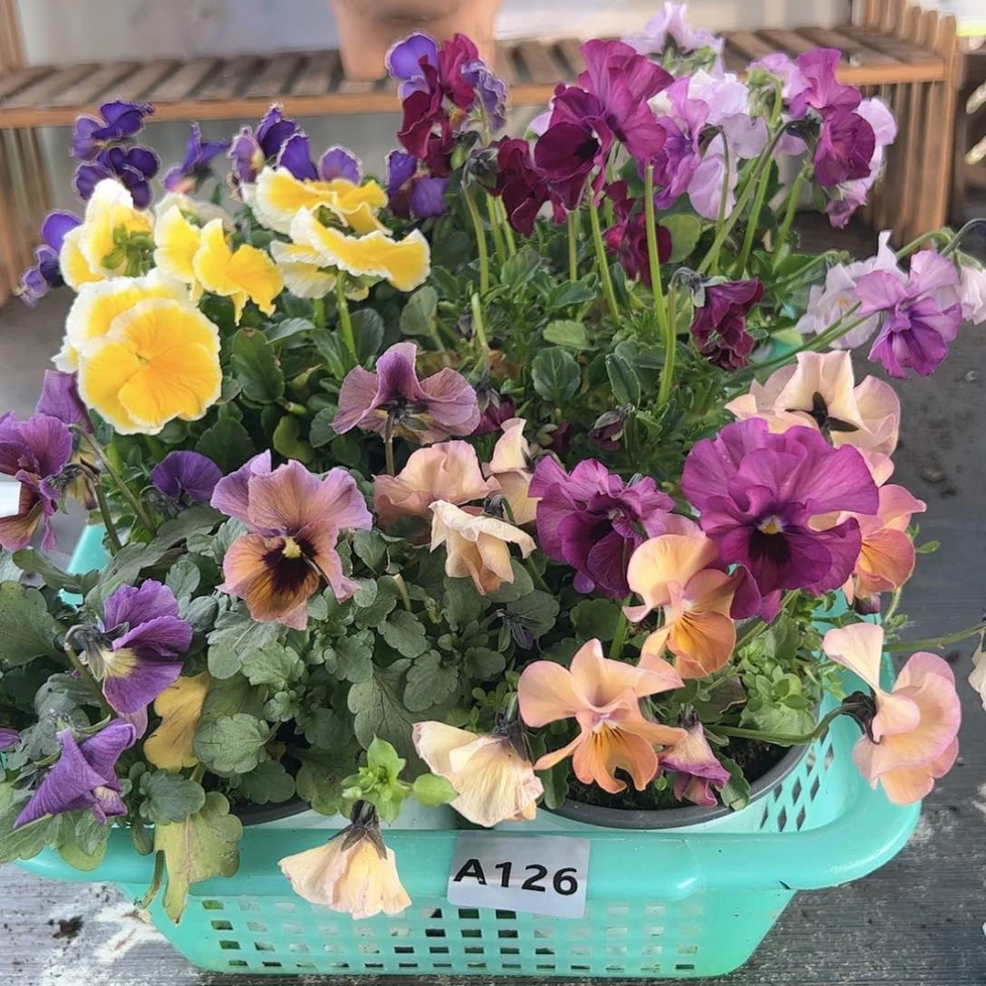 【闪购商品】126号