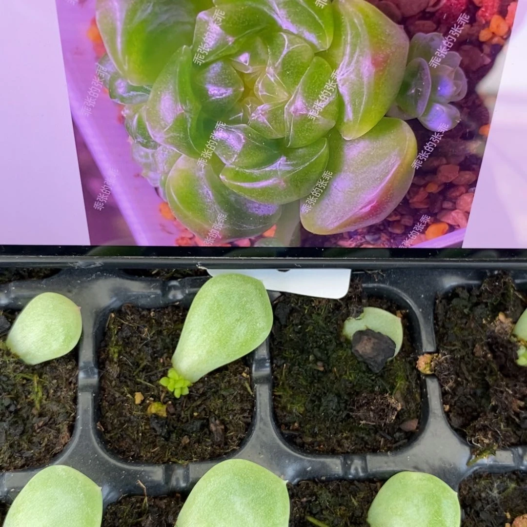 穴盘乖张财富2芽苗一个多肉