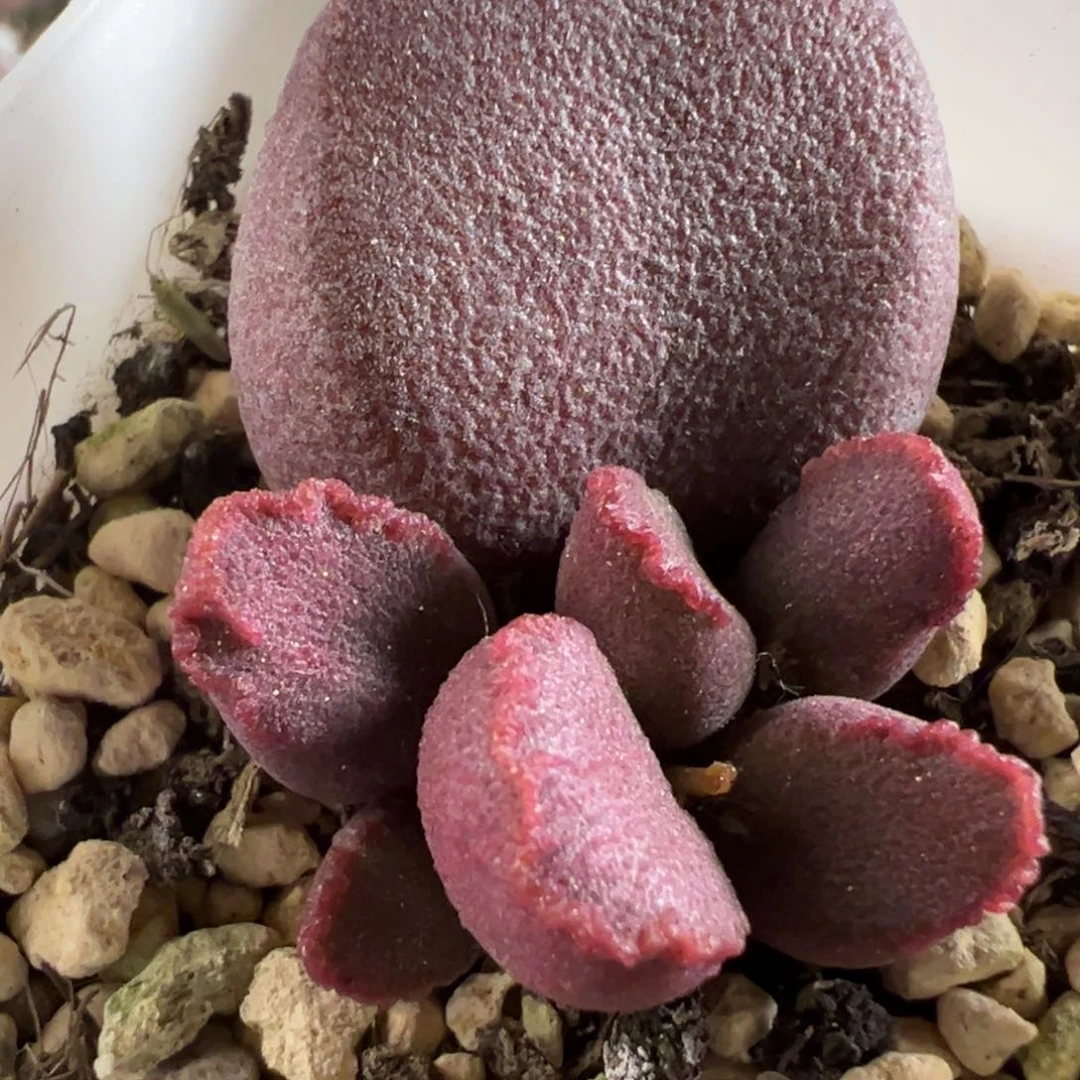 实生新品多肉植物水泡