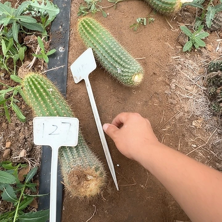 琥***蜡134号毛花柱红星20的