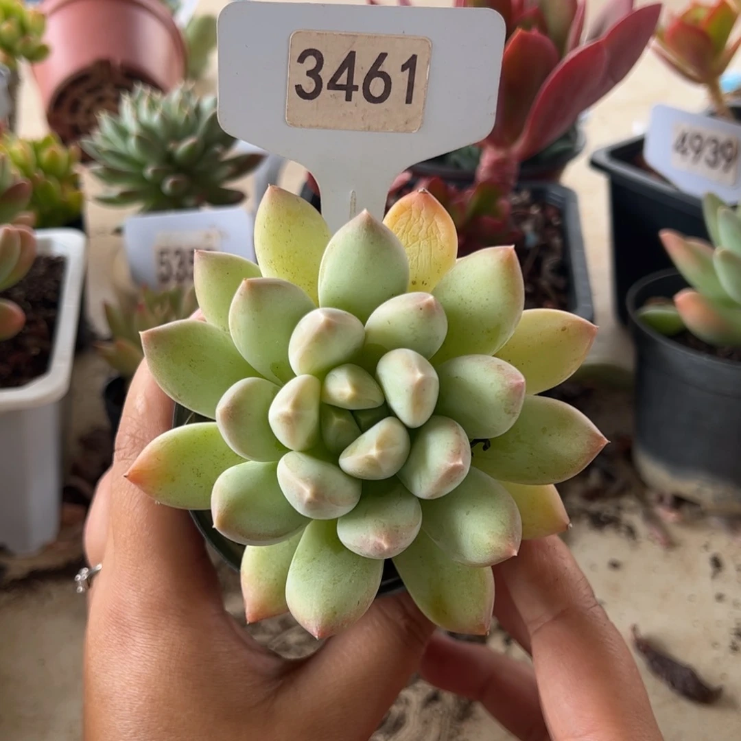 【闪购商品】厚叶草。 3461。1111111