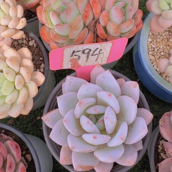 健健康康平平安安