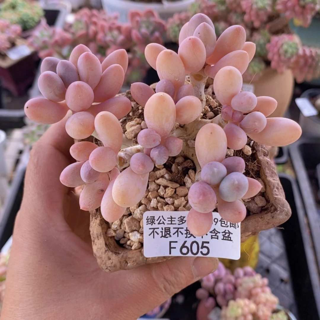 香水手指奶老桩8cm605多肉植物