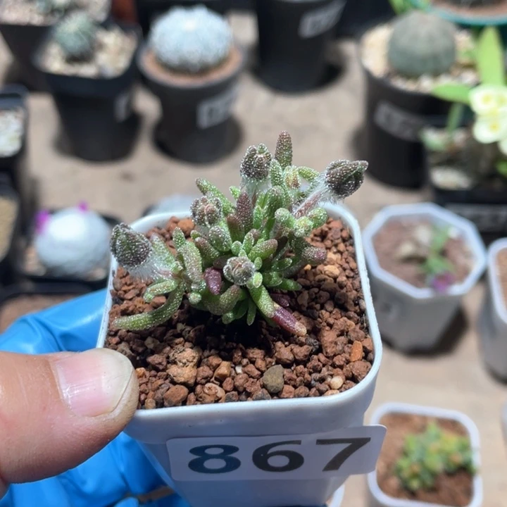 867九尾狐枝干一盆