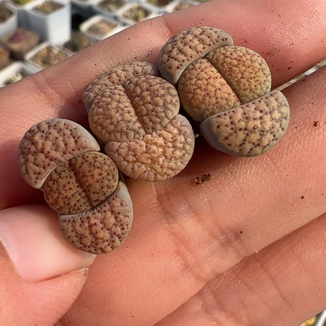 785多肉植物百科