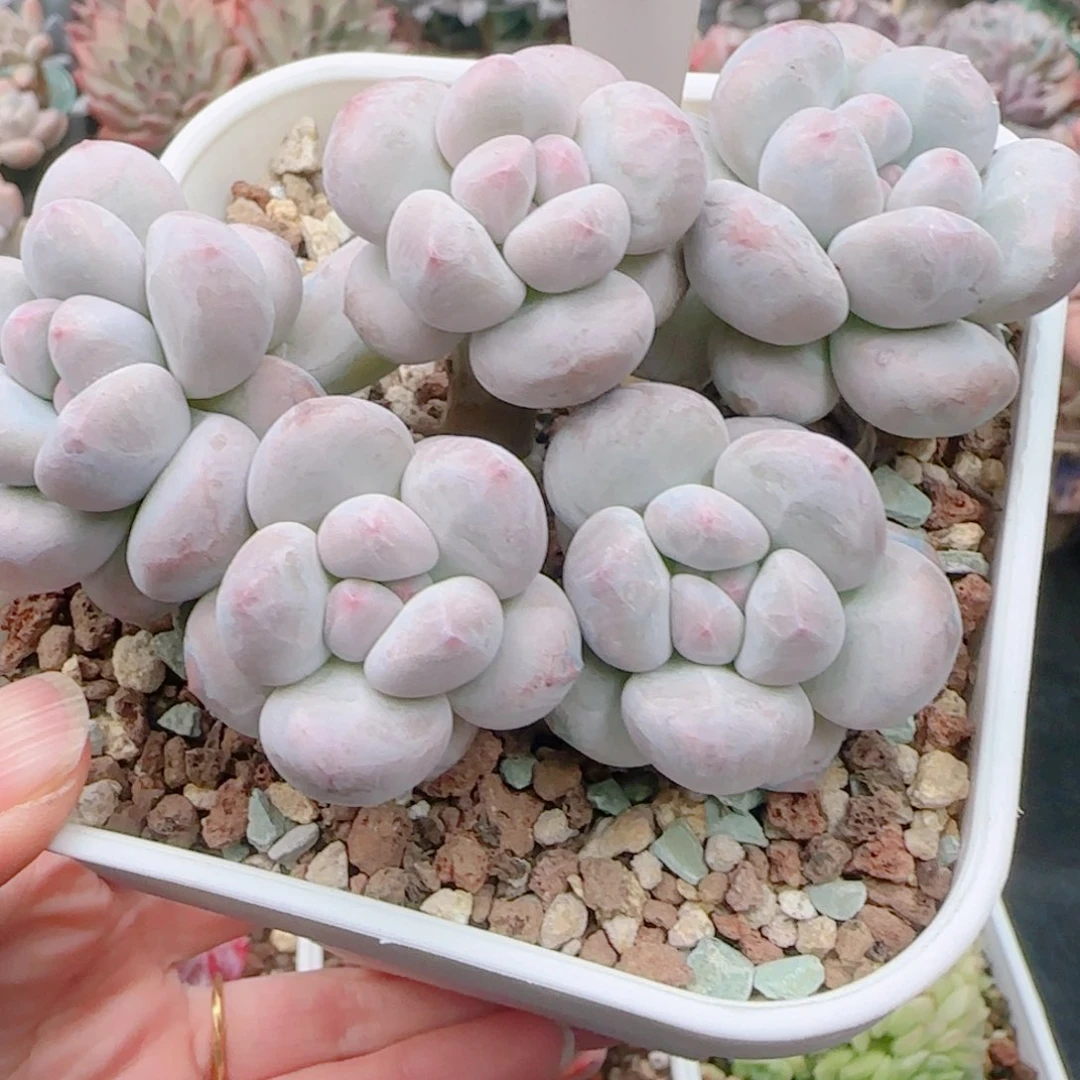 君多肉植物8631………….